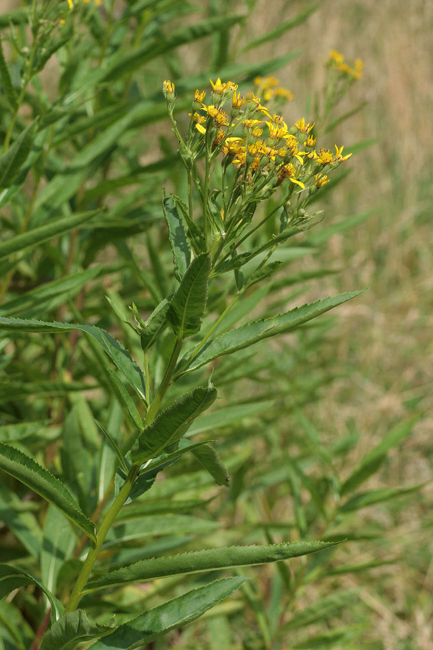 Image of Senecio sarracenicus L.