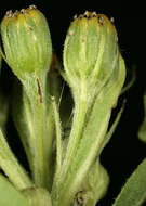 Image of Senecio sarracenicus L.