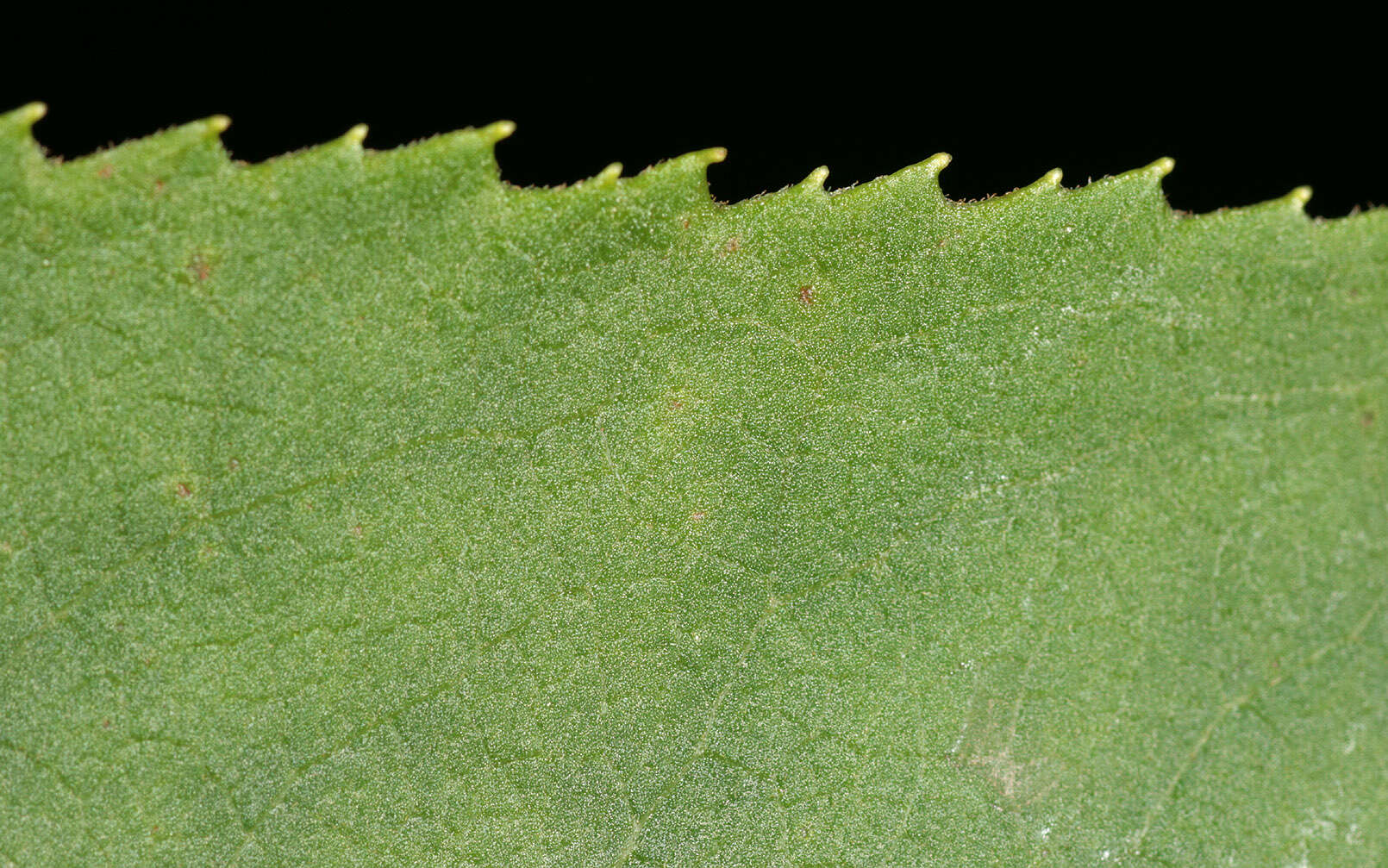 Image of Senecio sarracenicus L.