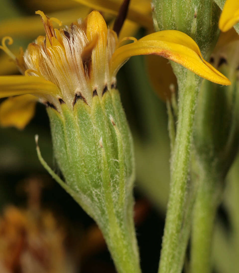 Image of Senecio sarracenicus L.