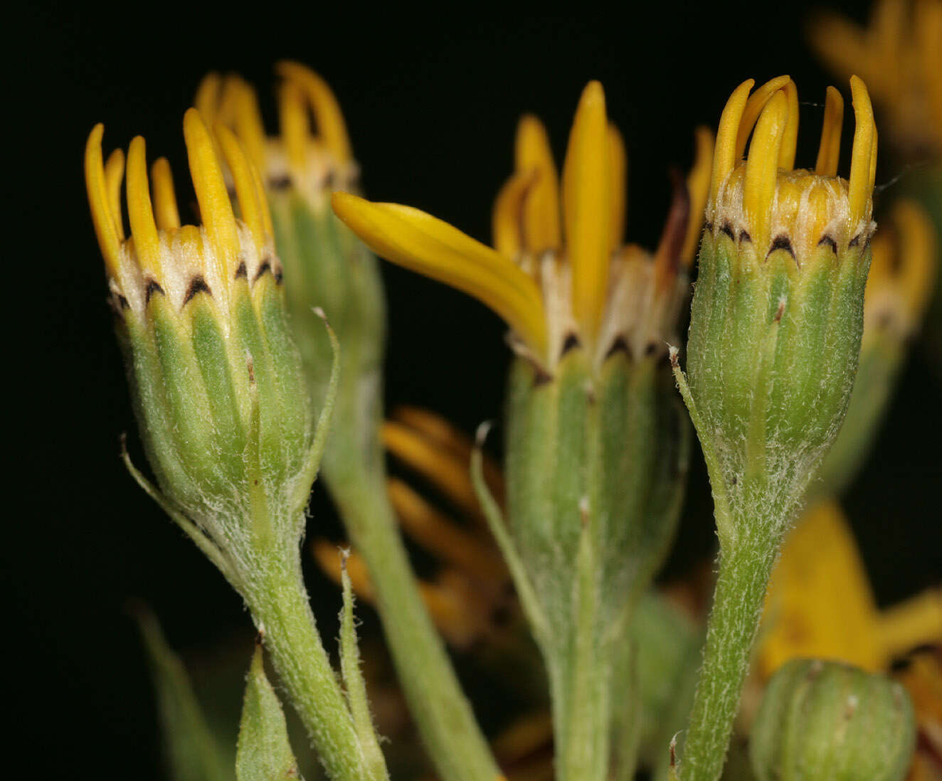 Image of Senecio sarracenicus L.