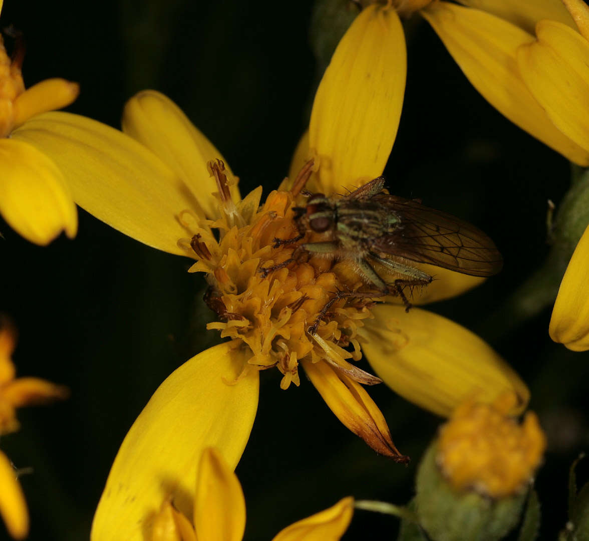 Image of Senecio sarracenicus L.