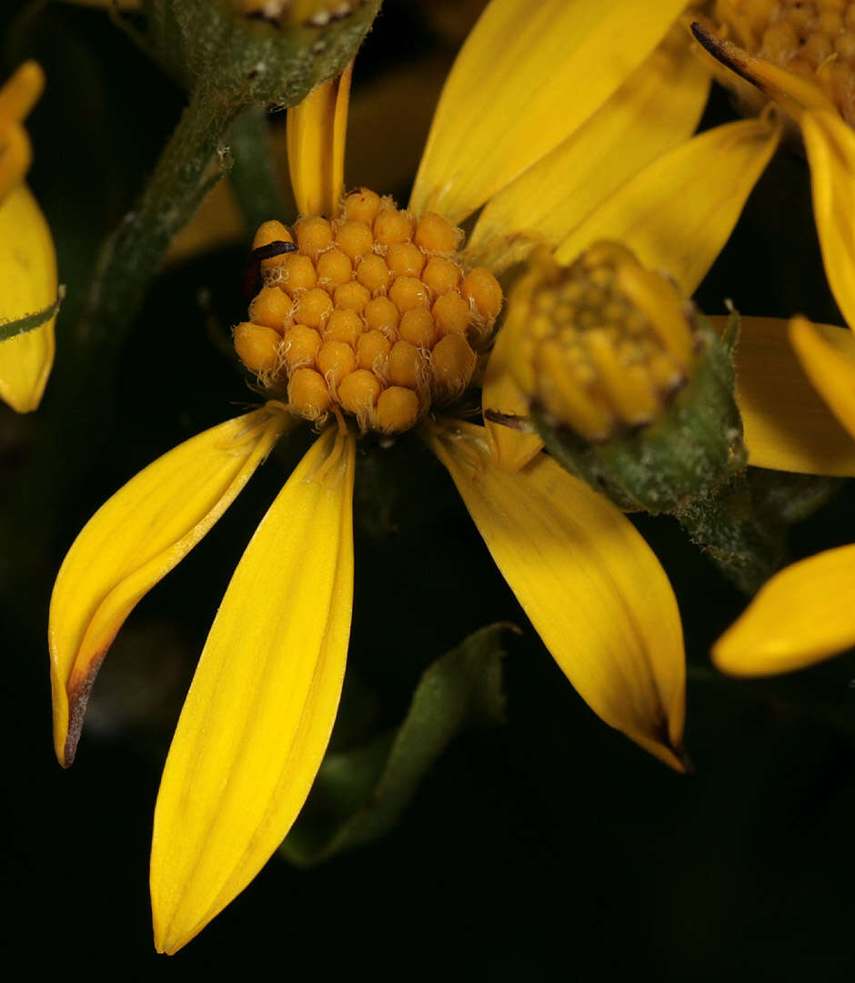 Image of Senecio sarracenicus L.