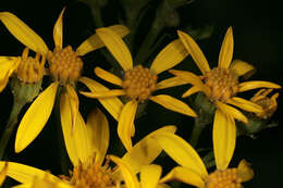 Image of Senecio sarracenicus L.