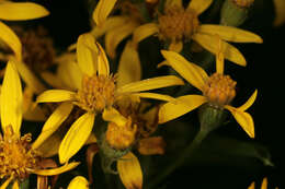 Image of Senecio sarracenicus L.