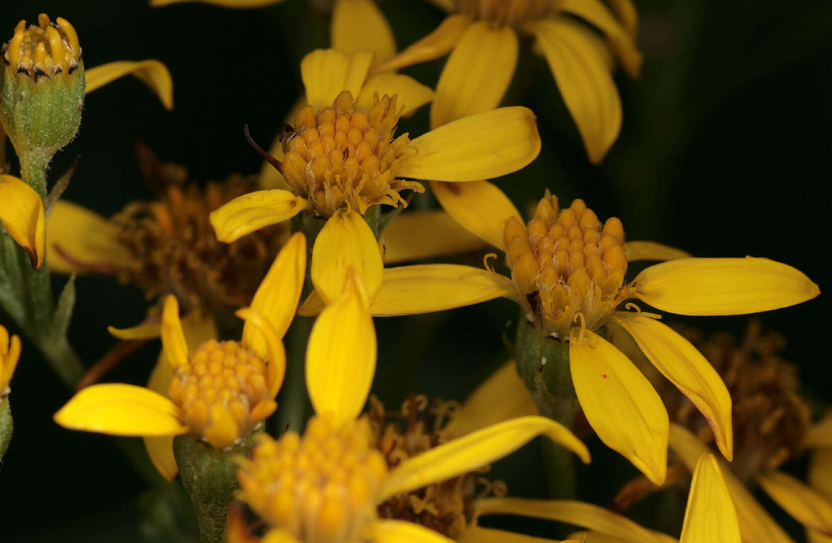 Image of Senecio sarracenicus L.