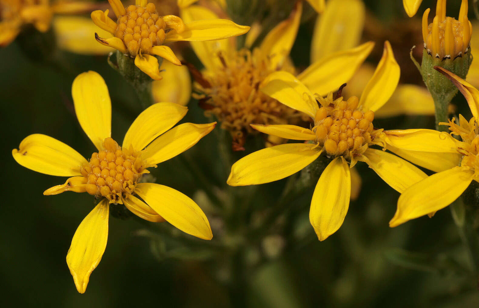 Image of Senecio sarracenicus L.