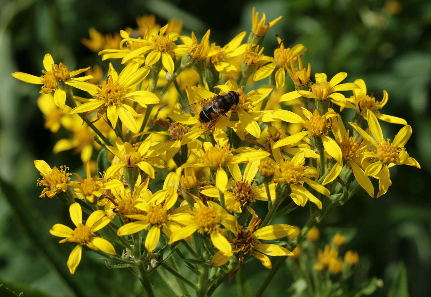 Image of Senecio sarracenicus L.