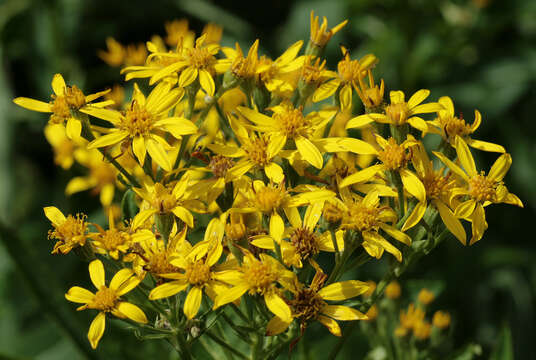 Image of Senecio sarracenicus L.