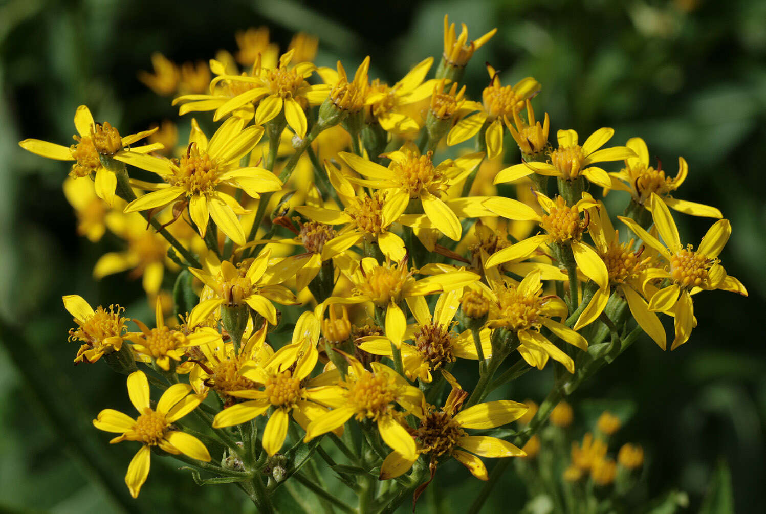 Image of Senecio sarracenicus L.