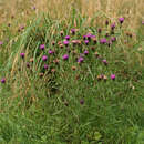 Image of Centaurea nigra subsp. nigra
