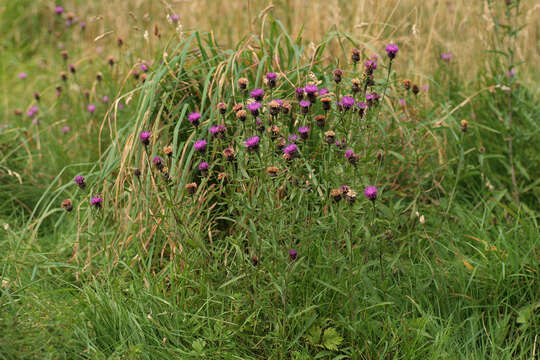 Centaurea nigra subsp. nigra resmi