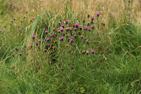 Centaurea nigra subsp. nigra resmi