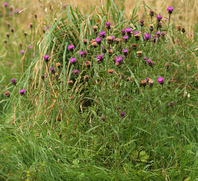 Centaurea nigra subsp. nigra resmi