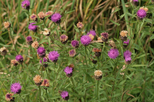 Centaurea nigra subsp. nigra resmi