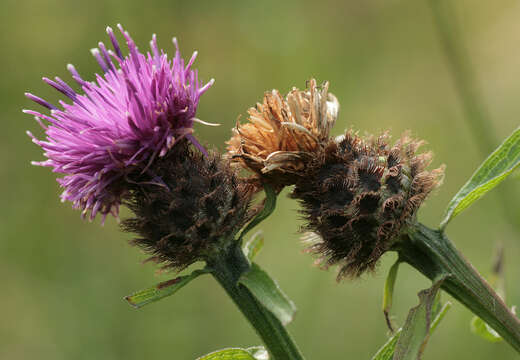 Centaurea nigra subsp. nigra resmi