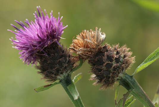 Centaurea nigra subsp. nigra resmi