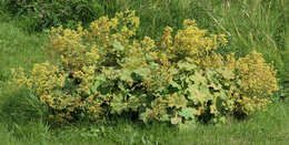 Image of Lady's Mantle