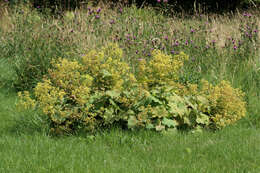 Image of Lady's Mantle