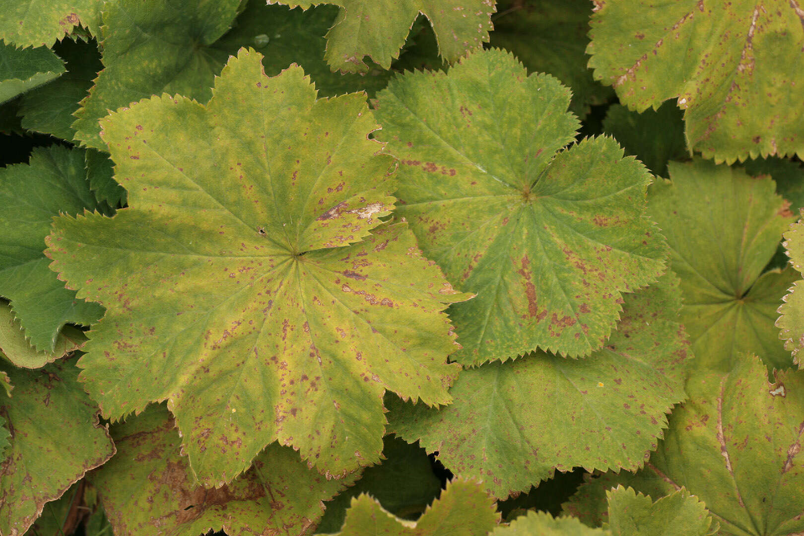 Image of Lady's Mantle