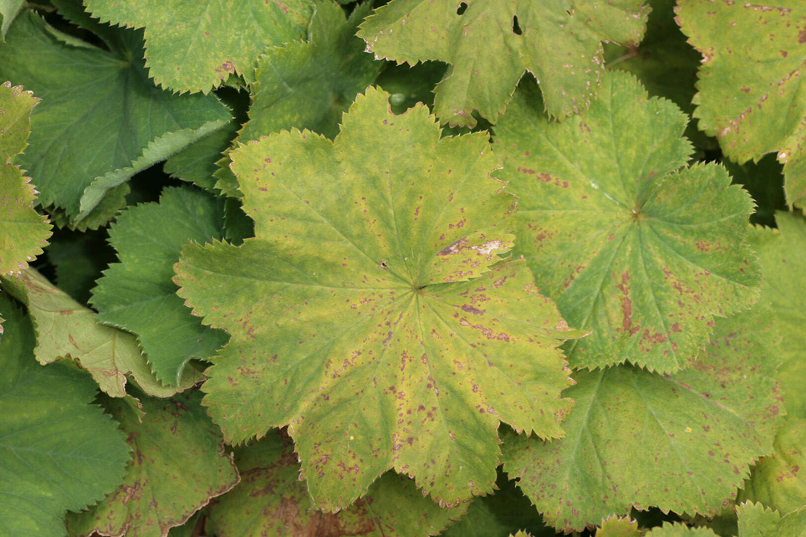 Image of Lady's Mantle