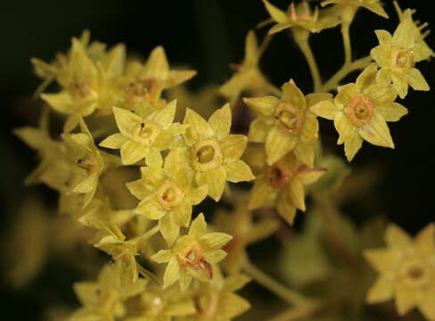 Image of Lady's Mantle