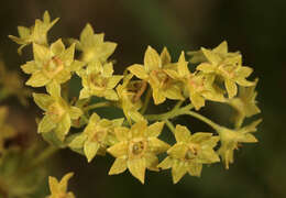 Image of Lady's Mantle