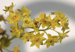 Image of Lady's Mantle