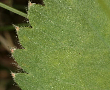 Image of Lady's Mantle