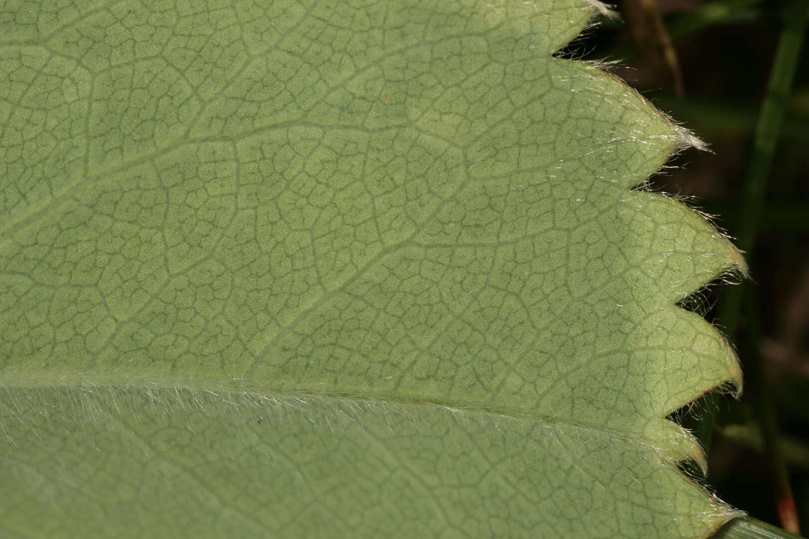 Image of Lady's Mantle