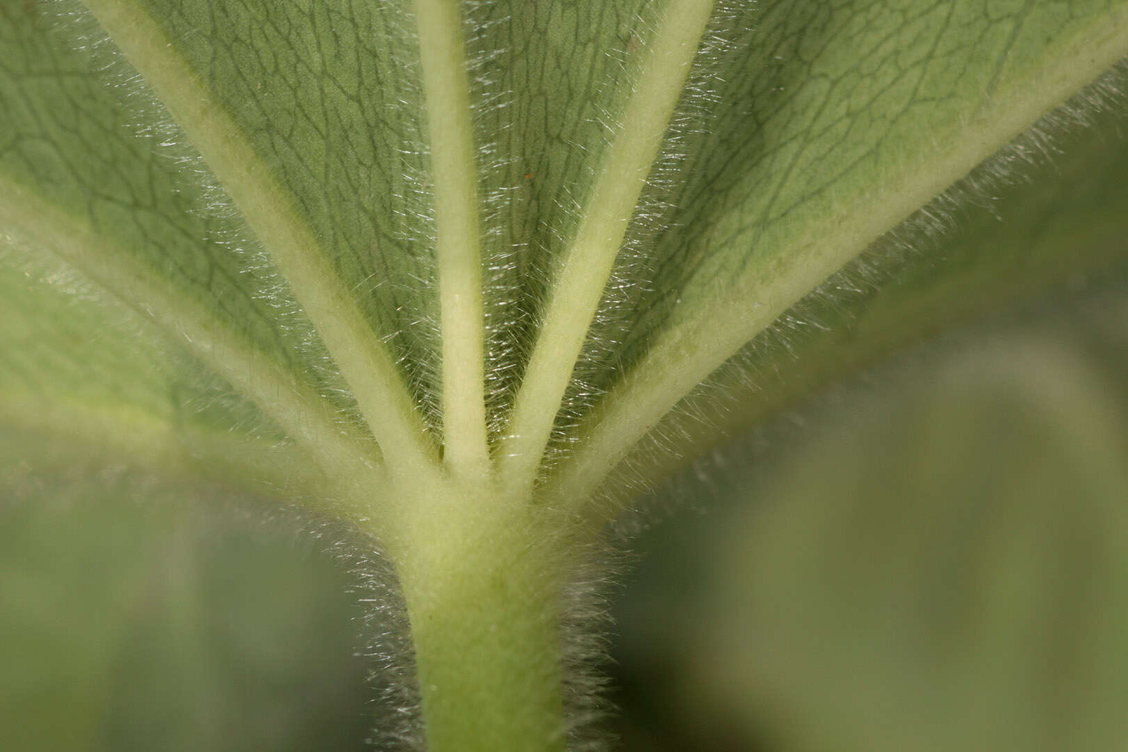 Image of Lady's Mantle