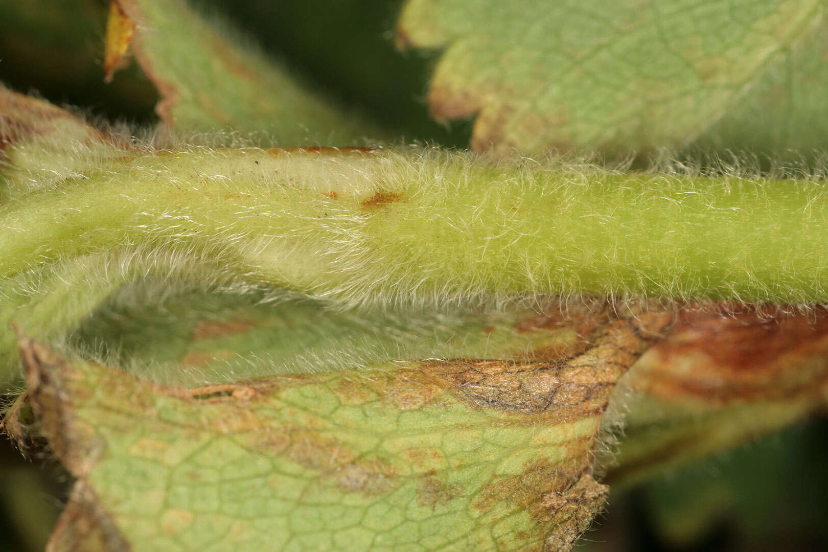 Image of Lady's Mantle