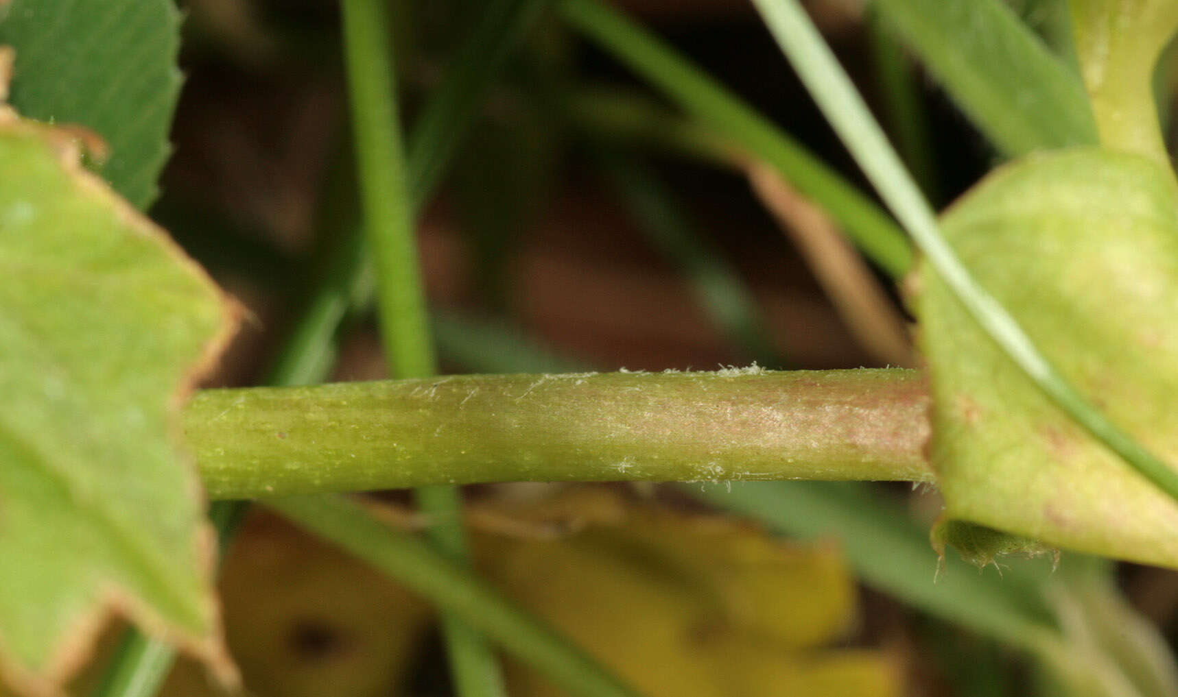 Image of smooth lady's mantle