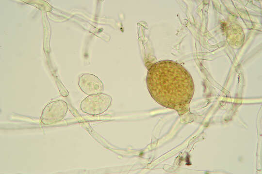 Image of Ampelomyces