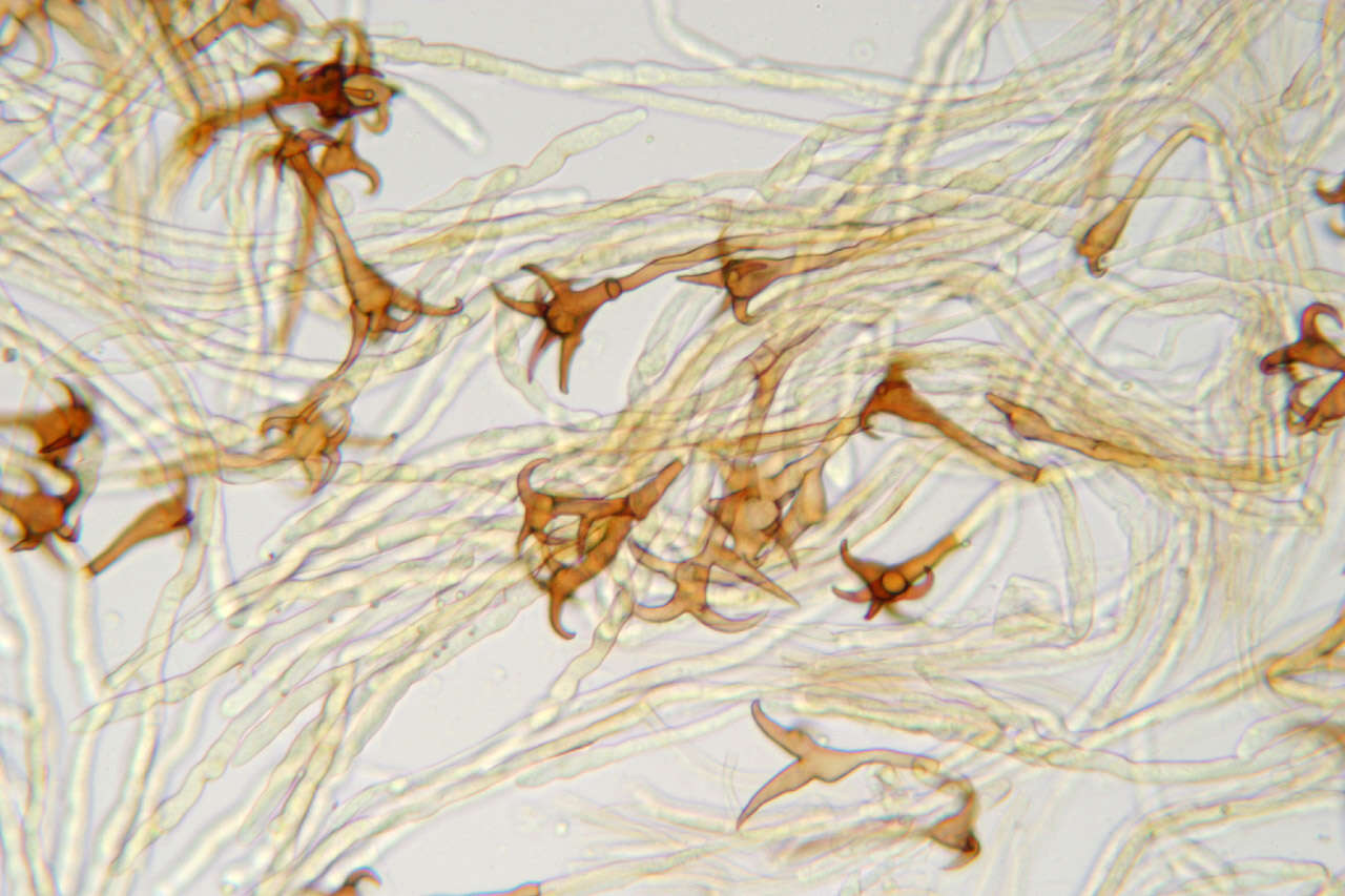 Inonotus cuticularis (Bull.) P. Karst. 1879 resmi