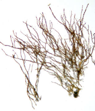 Image of Trentepohlia aurea