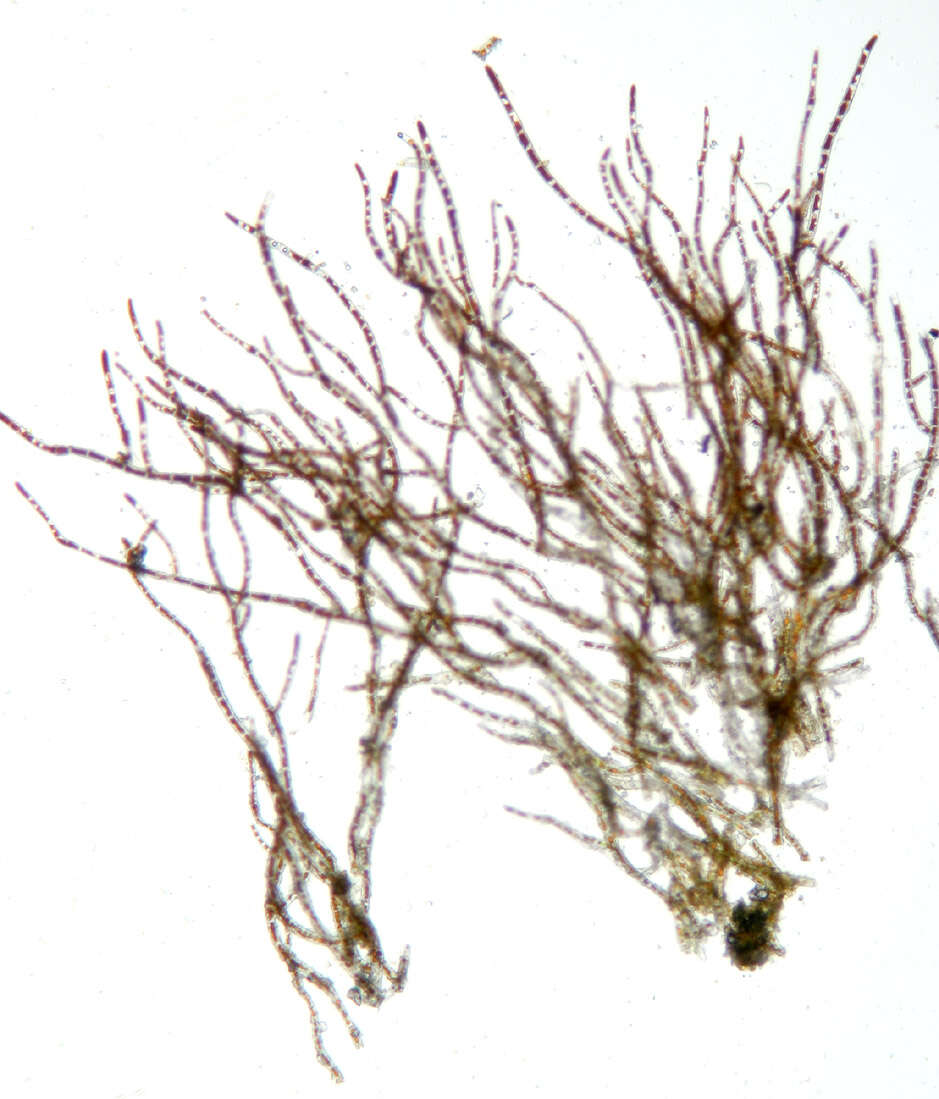 Image of Trentepohlia aurea