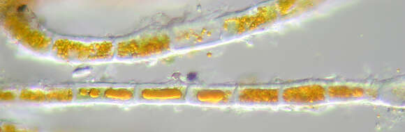 Image of Trentepohlia aurea