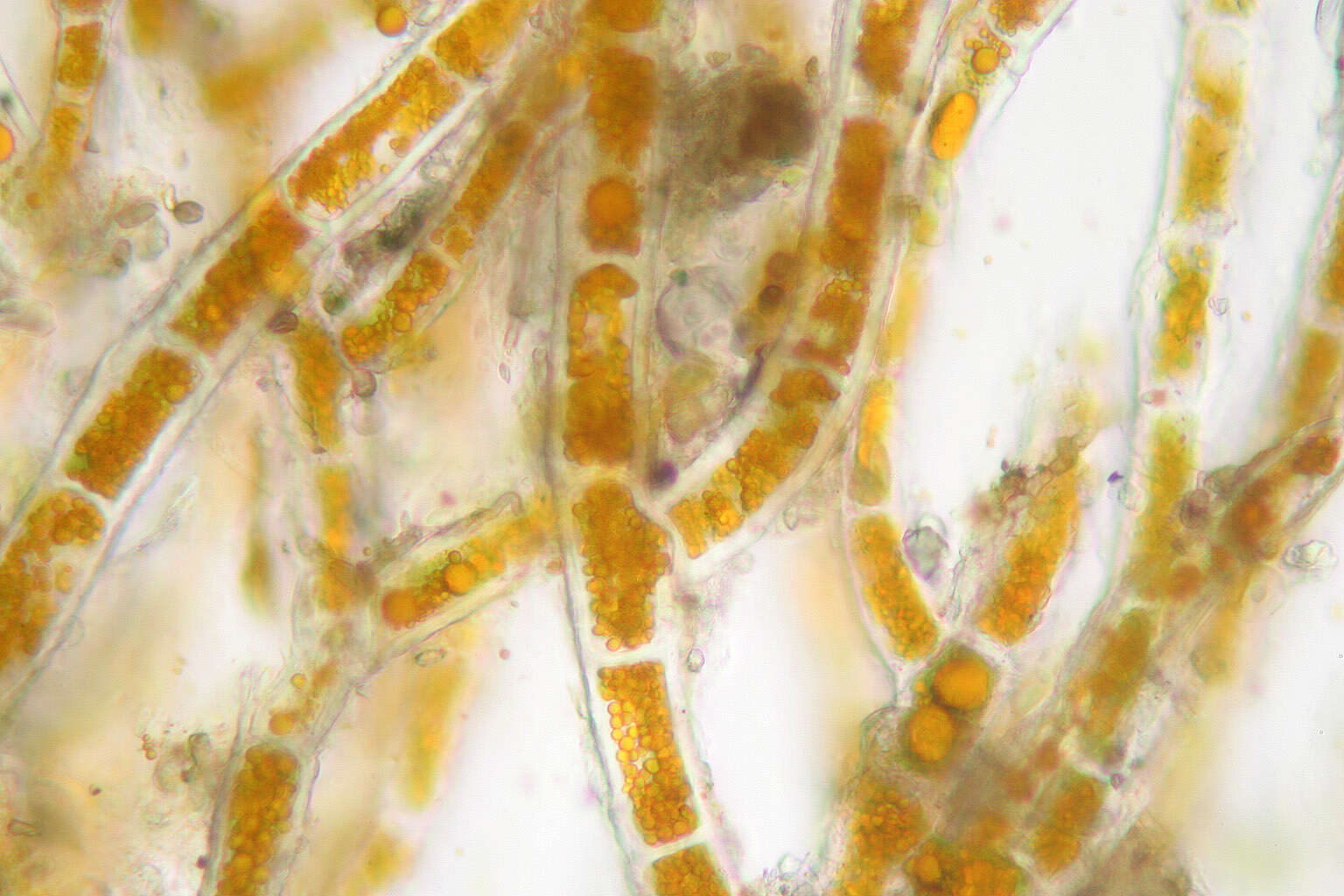 Image of Trentepohlia aurea