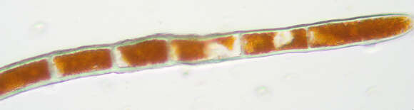 Image of Trentepohlia aurea