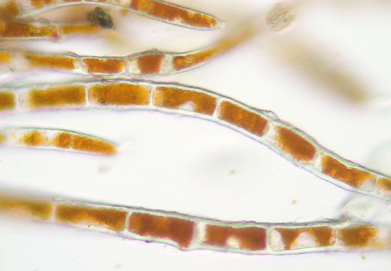 Image of Trentepohlia aurea