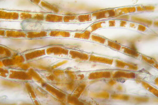 Image of Trentepohlia aurea