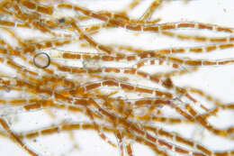 Image of Trentepohlia aurea