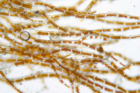 Image of Trentepohlia aurea