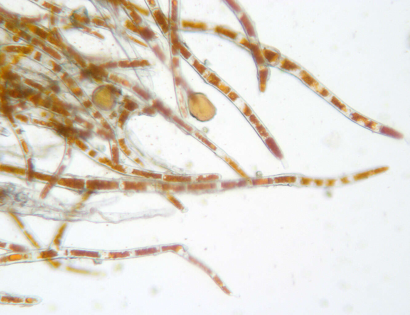 Image of Trentepohlia aurea