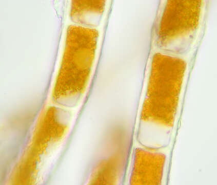 Image of Trentepohlia aurea