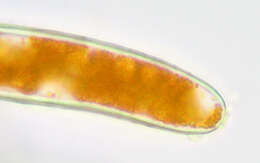 Image of Trentepohlia aurea