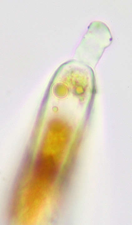 Image of Trentepohlia aurea