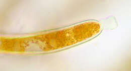 Image of Trentepohlia aurea