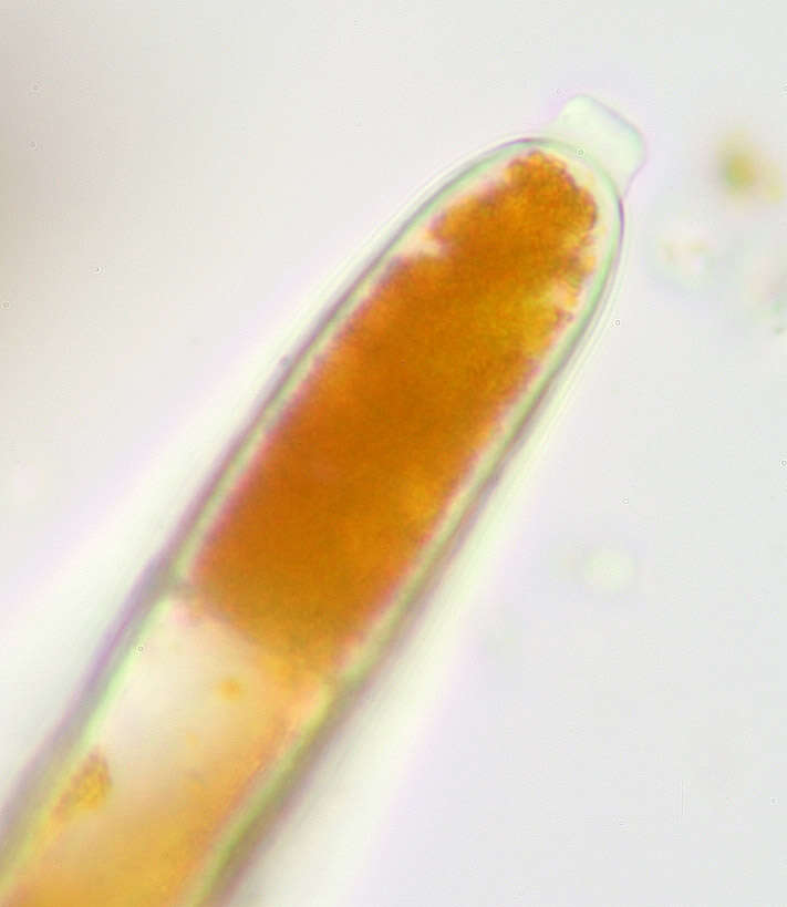 Image of Trentepohlia aurea